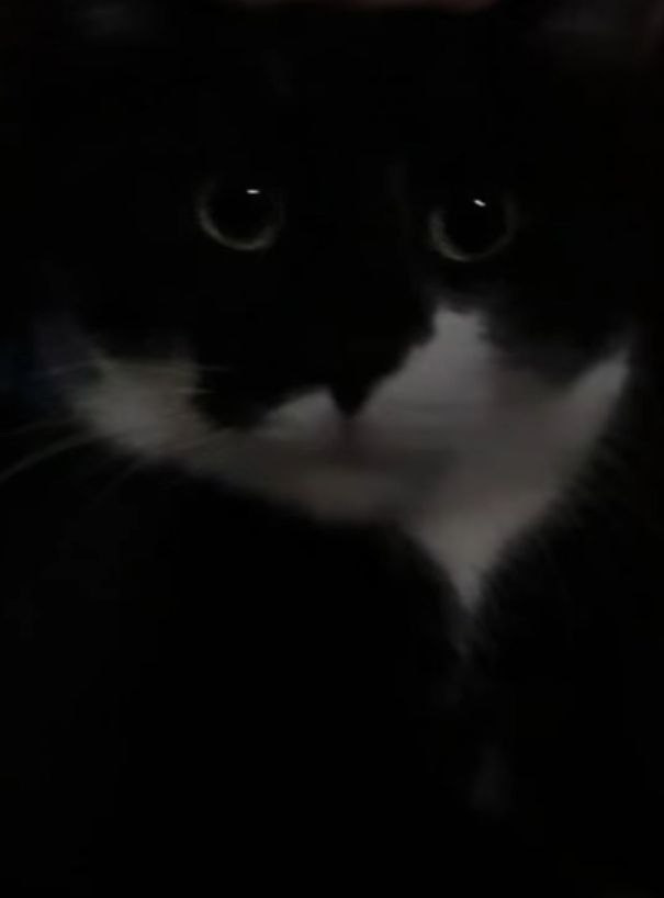 Billie the cat