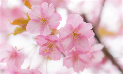 Cherry blossoms